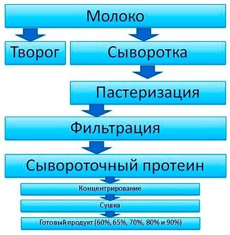 Влияние сывороточного протеина на обмен веществ