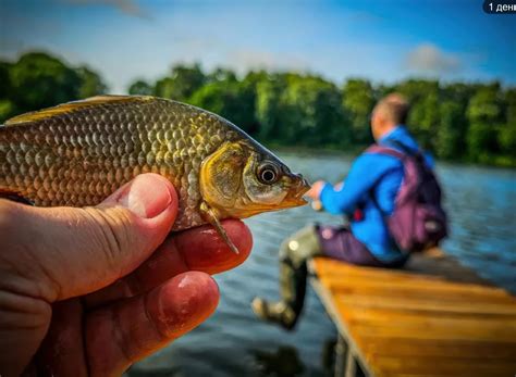 Влияние температуры воды на клев карася