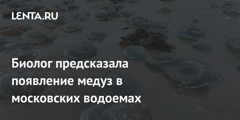 Влияние температуры морской воды на появление медуз