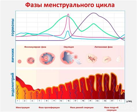 Влияние транексама на менструальный цикл