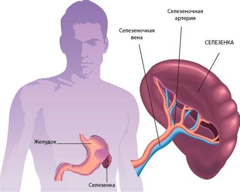 Влияние удаления селезенки на организм