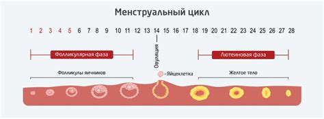 Влияние фазы цикла на результат окрашивания