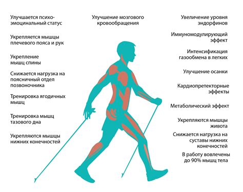 Влияние ходьбы на развитие ног