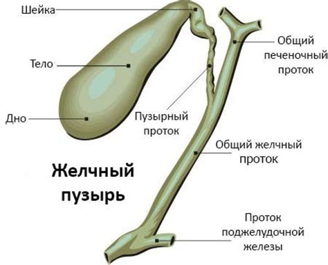 Влияние цикория на организм без желчного пузыря