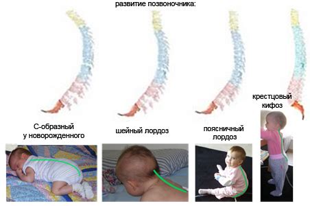 Влияние шезлонга на развитие позвоночника у ребенка