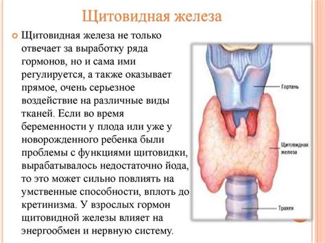 Влияние щитовидной железы на показатели артериального давления