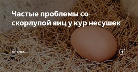 Влияние яблок на образование яиц у кур-несушек