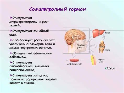 Влияют ли гормональные нарушения на рост волос на лице?