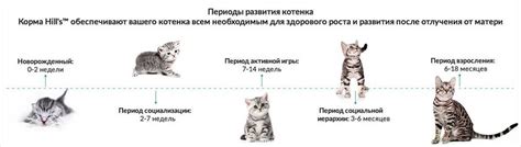 Внешние признаки возраста кота