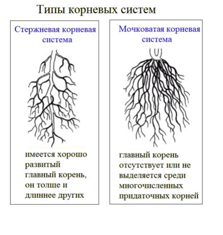 Внимание к возможным повреждениям корневой системы