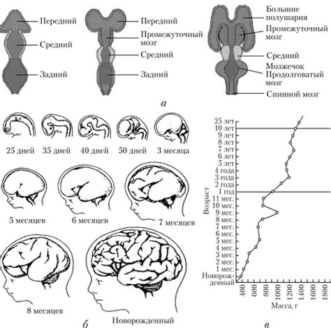 Внутриутробное развитие головного мозга