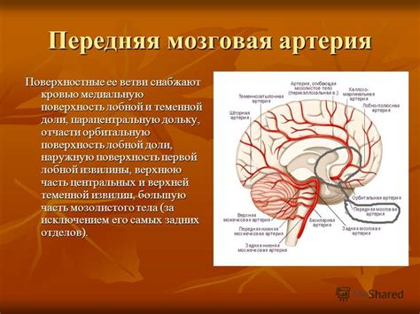 Воздействие волнения на работу головного мозга