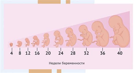 Воздействие диабета на беременность и развитие плода