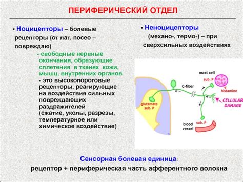 Воздействие на нервные рецепторы