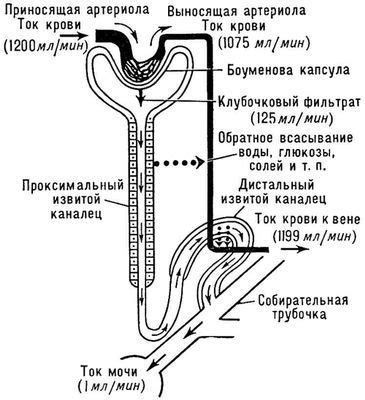 Воздействие на почки при переизбытке воды