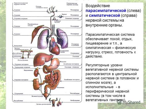 Воздействие нервной системы на пищеварительный процесс