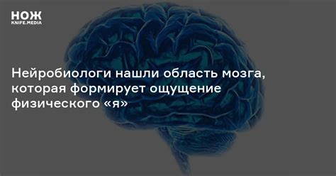 Возможен ли полный обход барьеров физического тела для функционирования мозга?