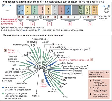 Возможность развития бактерий и микроорганизмов