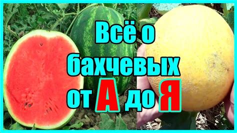 Возможность употребления арбуза перед процедурой