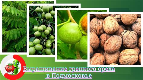 Возможно ли выращивание грецкого ореха в подмосковье