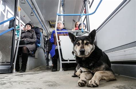 Возможно ли перевозить собаку в такси?