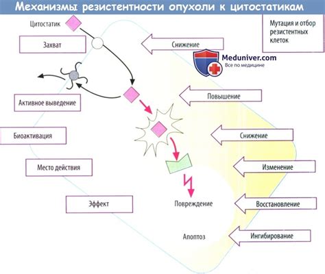 Возможные механизмы роста опухоли при химиотерапии