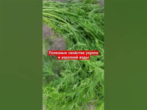 Возможные побочные эффекты и риски использования укропной воды