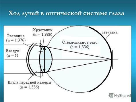 Возраст, когда происходит открытие глаз