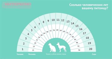 Возрастные особенности котят