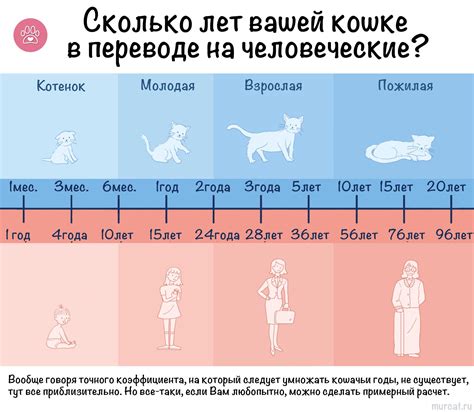 Возраст котят и их потребности