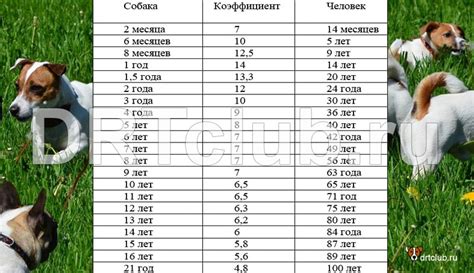 Возраст собаки для первого рождения щенков