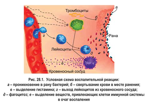 Воспаление и защита организма