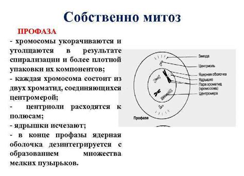 Воспроизведение клеток