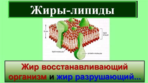 Восстанавливающий организм процесс