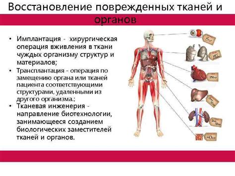 Восстановление окружающих тканей и органов