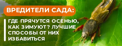 Вредители сада осенью