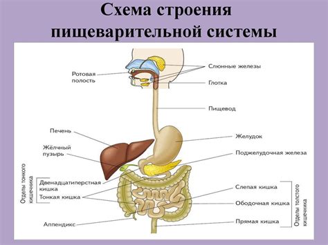 Вредность бройлера с водянкой для пищеварительной системы