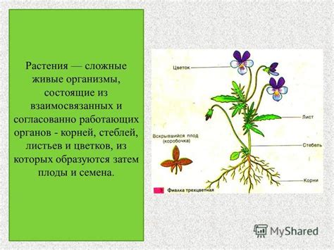 Вредоносные организмы и масло для листьев цветов