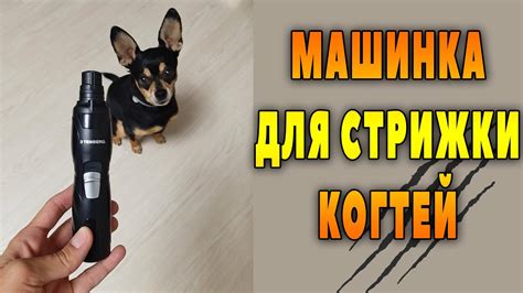 Время для первой стрижки когтей