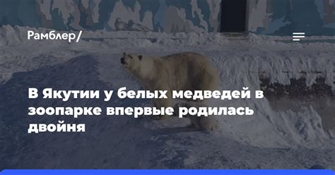 Время и продолжительность спячки у медведей в Якутии