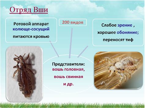 Вши как проблема скота: откуда берутся и как предотвратить