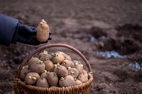 Выбор и обработка семян