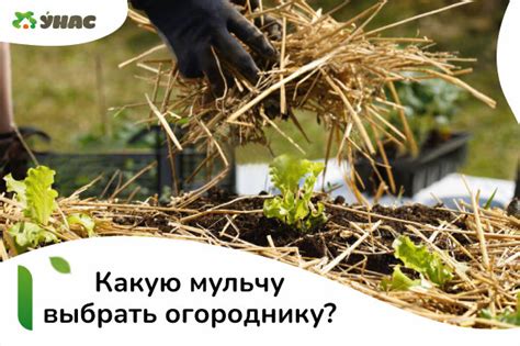 Выбор мульчи для зимы: плюсы и минусы