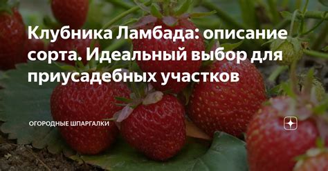 Выбор плодородных участков под садовые цели