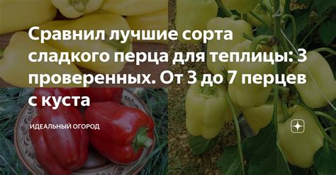 Выбор подходящего сорта для разведения