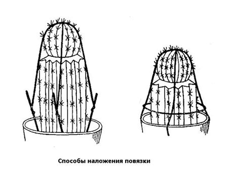 Выбор подходящего среза для прививки