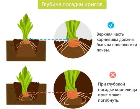 Выбор подходящей поры для пересадки