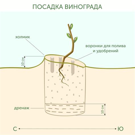 Выбор подходящей почвы и места для посадки