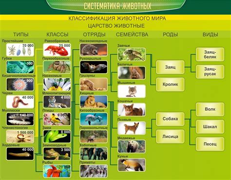 Выбор популярных видов животных