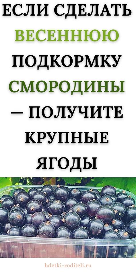 Выбор правильного срока сбора смородины